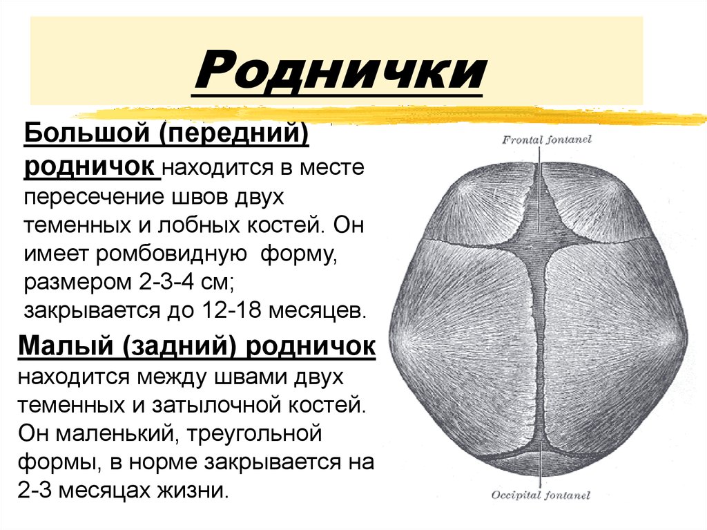 Стреловидный шов фото