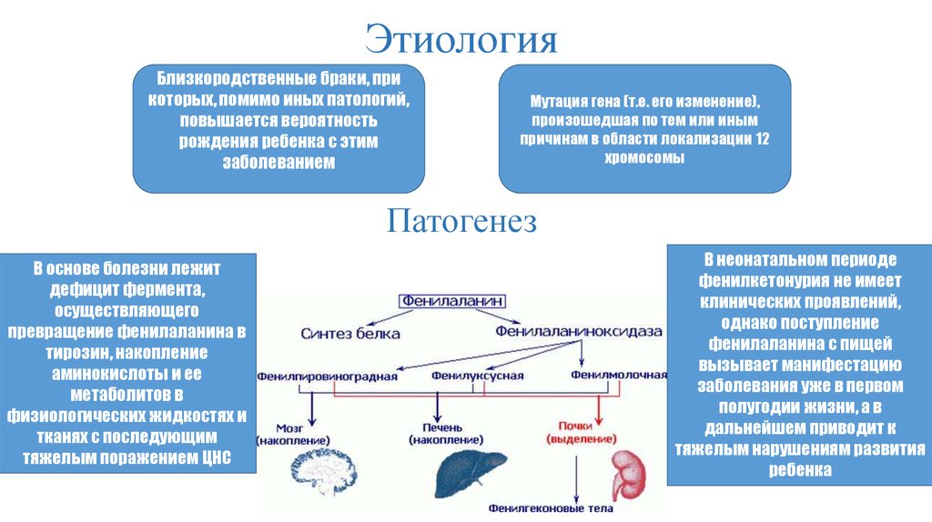 Фенилкетонурия презентация по генетике