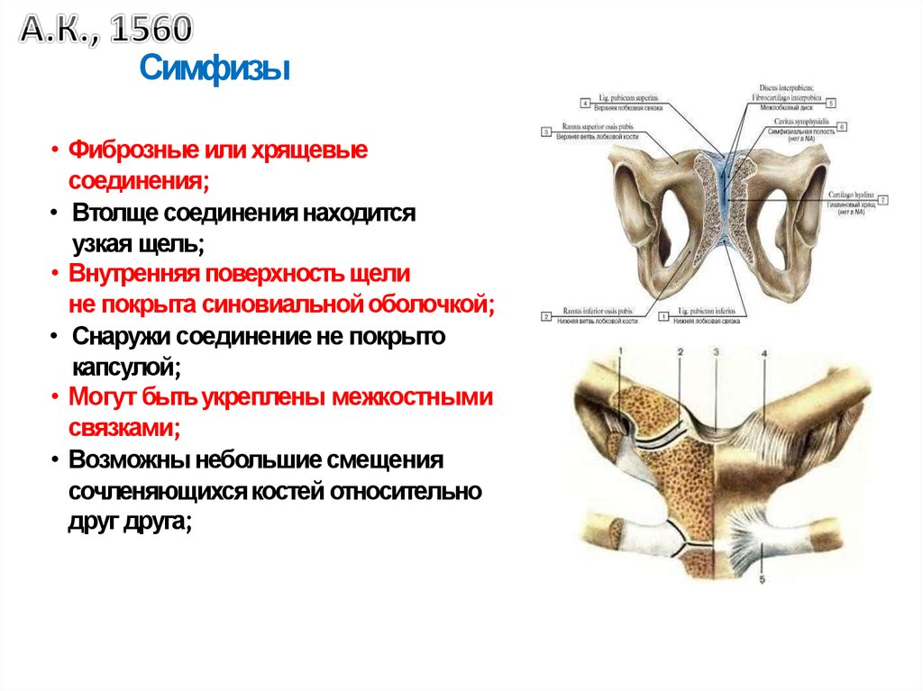 Кости лонного сочленения