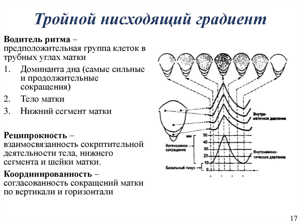 Тройной. Тройной нисходящий градиент. Принцип тройного нисходящего градиента. Водитель ритма матки. Тройной градиент в акушерстве.