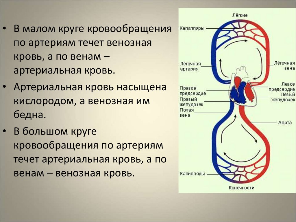 Венозная кровь наблюдается в. Система малого круга кровообращения вены. Венозная кровь насыщена кислородом. Круги кровообращения легкая схема. Малый круг кровообращения артериальная кровь течёт.