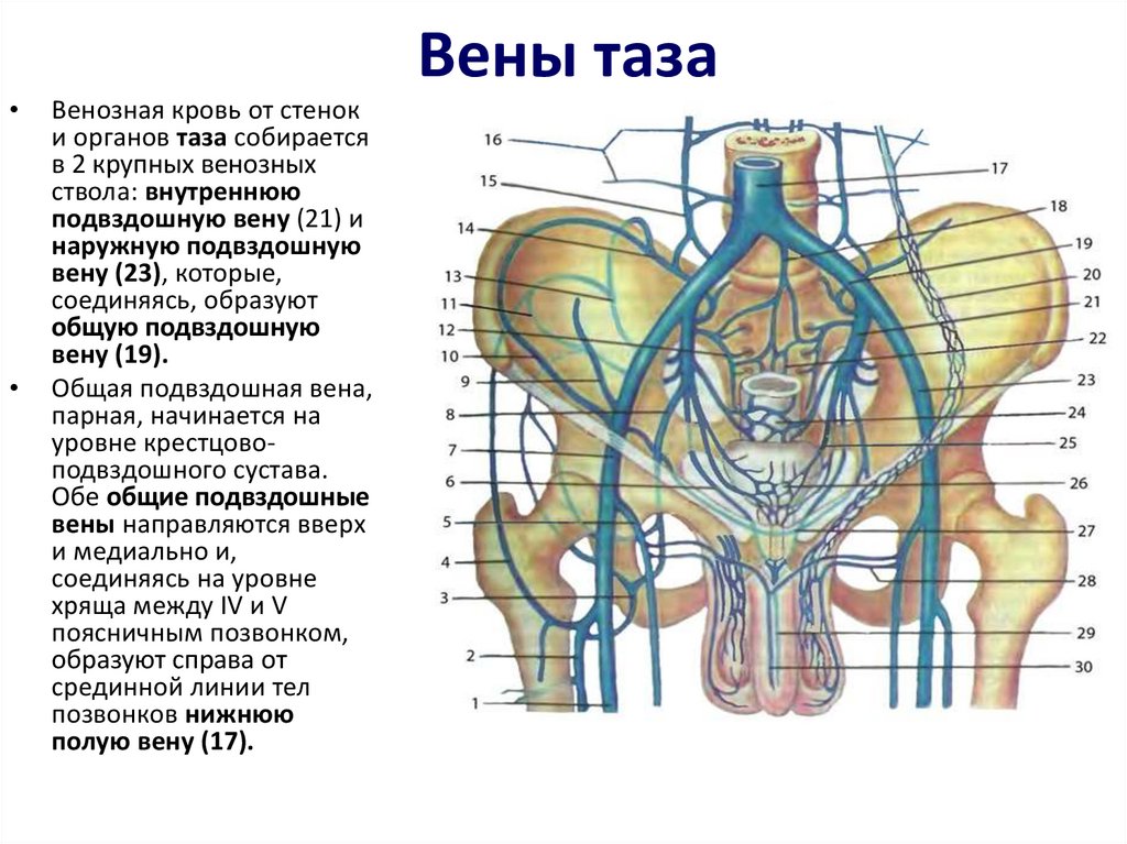 Малый таз у женщин схема