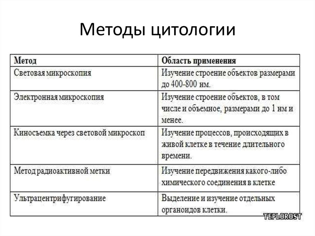 Какой метод биологических исследований был использован для получения приведенного изображения