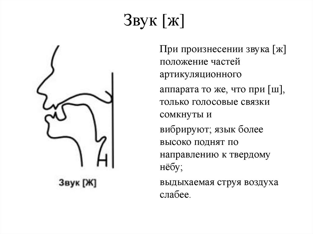 Артикуляция звука с в картинках