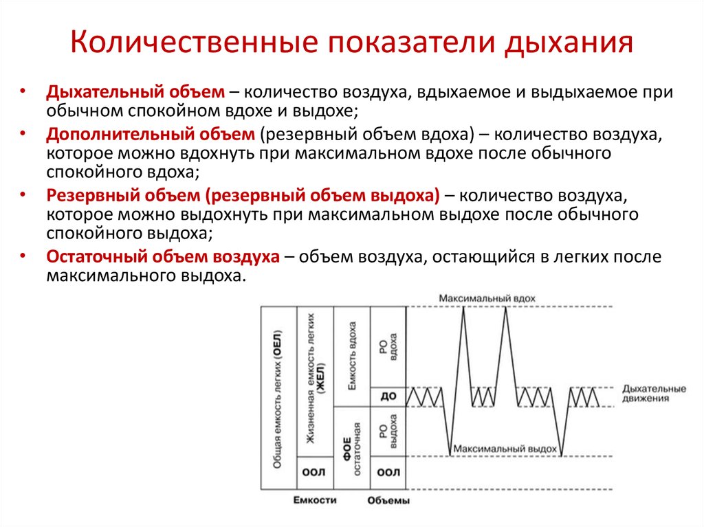 Легочные объемы схема