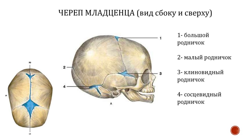 Темечко где находится фото