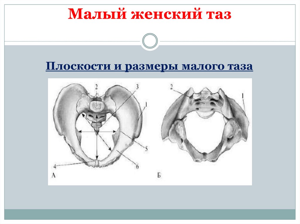 Малый таз у женщин. Плоскости малого таза женщины. Женский малый таз. Плоскости и Размеры малого таза. Размеры малого таза женщины.