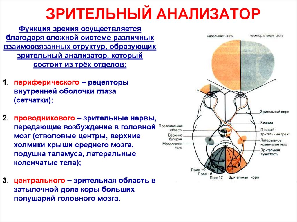 Анатомо физиологические особенности органа зрения презентация