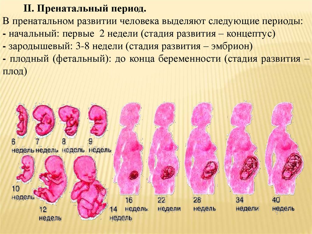 Фото стадии развития эмбриона человека по неделям фото