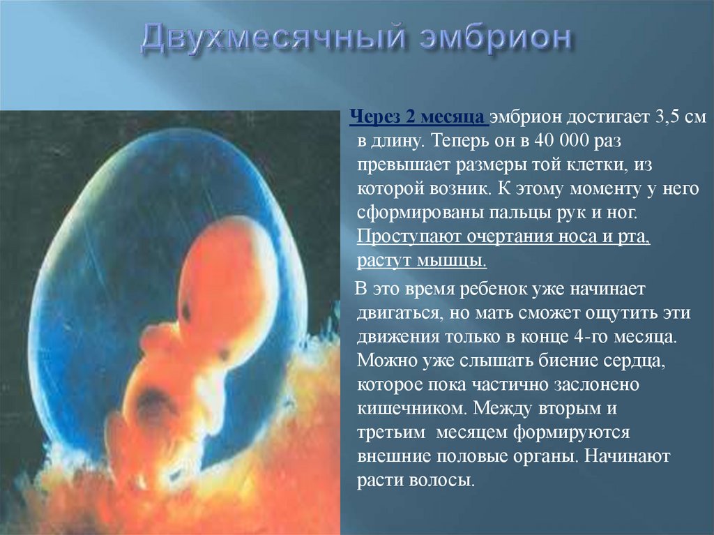 Срок плода 2 недели. Человеческий эмбрион 2 месяца. Как выглядит эмбрион в 2 месяца.