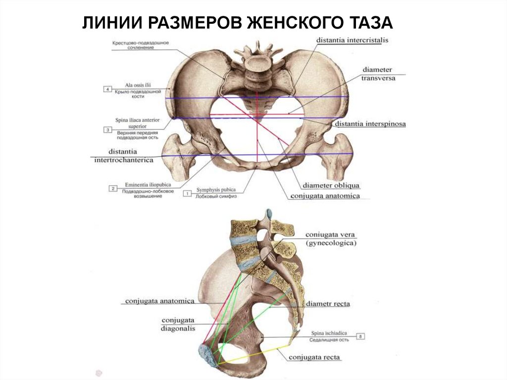 Малый таз у женщин анатомия с описанием фото