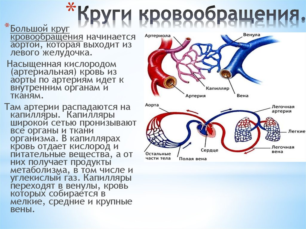 Круги кровообращения животных схема