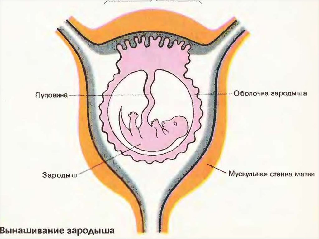 Рисунок матки и зародыша