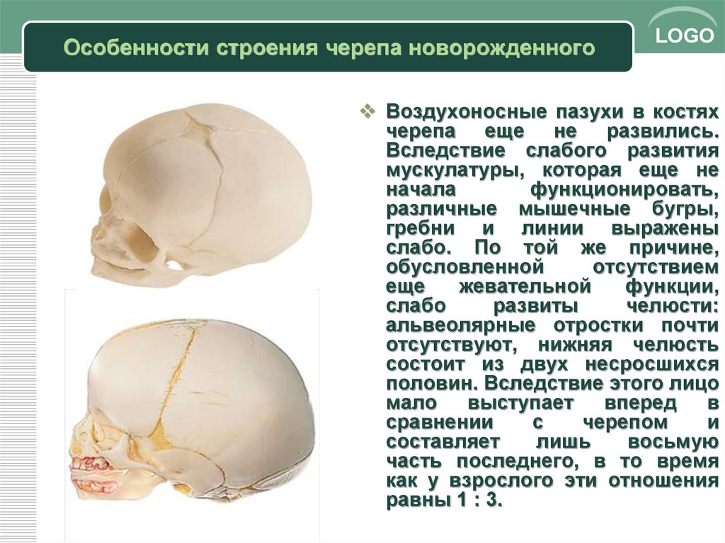 Возрастные особенности черепа