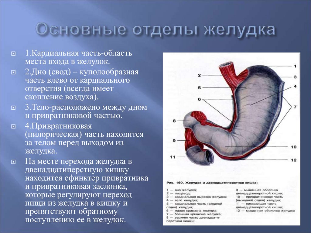 Части желудка анатомия. Анатомия желудка антральный отдел. Скелетотопия пилорического отверстия желудка. Отделы желудка.