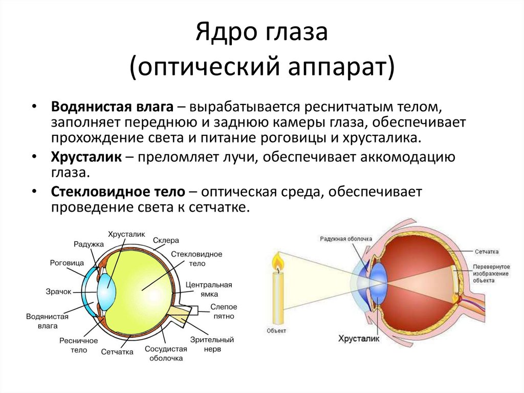 Какой цифрой на рисунке обозначена структура органа зрения выполняющая функцию аккомодации