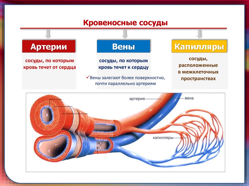 Где находится артерия и вены. Строение артерии вены и капилляры. Строение сосудов артерия Вена капилляр. Сосуд строение артерия Вена. Строение кровеносных сосудов человека анатомия.