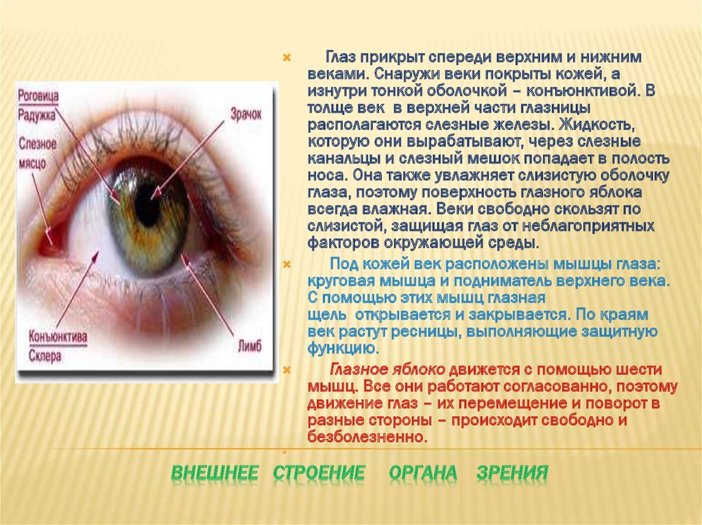 Функции защиты глаза. Строение глаза конъюнктива склера. Структура роговицы. Строение верхнего века. Зрительные функции глаза.