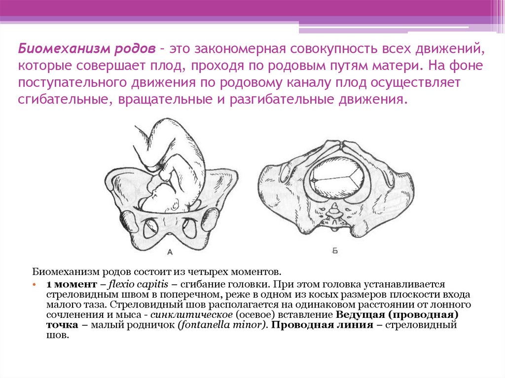 Биомеханизм родов при переднем виде затылочного предлежания презентация