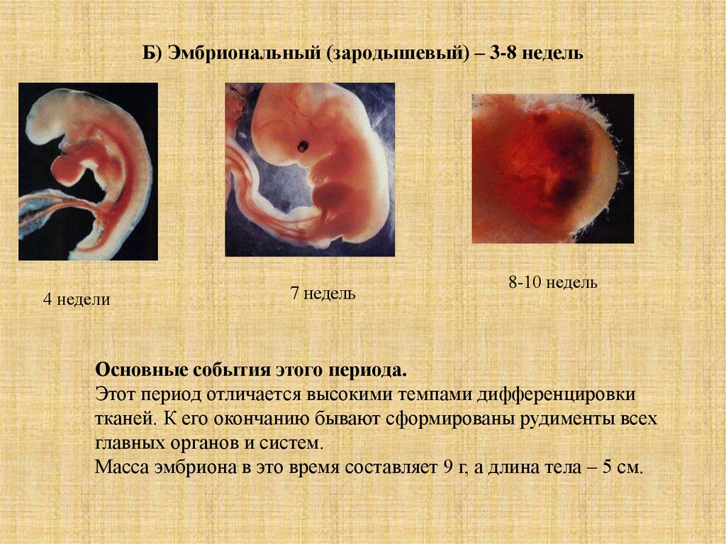 Отметь картинки у и на котор ой ых представлен ы плодный период развития человека