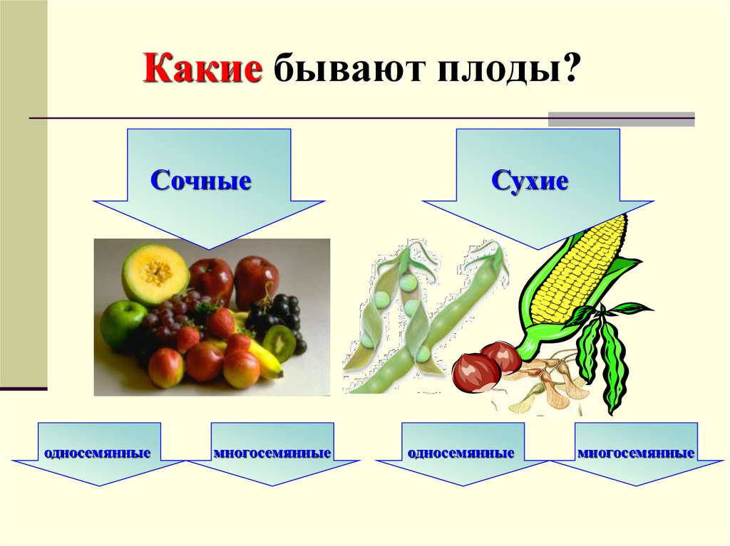 Какие плоды. Сухие и сочные плоды биология 6 класс. Какие бывают плоды. Какие бывают плоды сухие и сочные. Презентация на тему плоды.