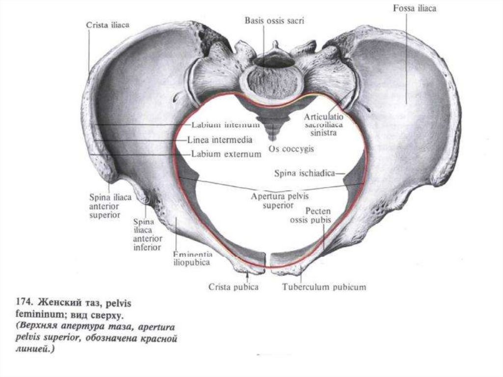 Большой таз. Верхняя Апертура малого таза. Большой и малый таз анатомия. Верхняя и нижняя Апертура таза. Верхняя и нижняя Апертура малого таза.