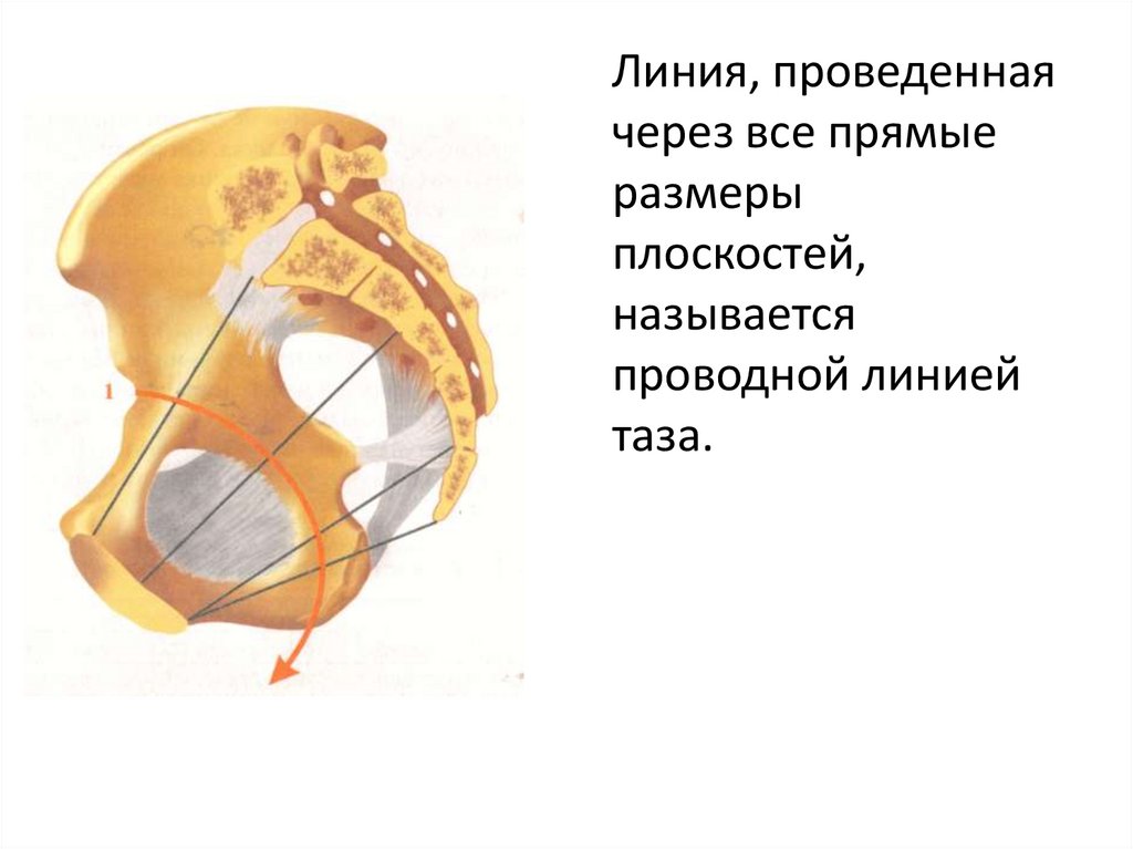 Проводящая линия. Проводная ось таза в акушерстве. Плоскости малого таза проводная ось таза. Проводная линия таза в акушерстве. Проводная линия/ось таза.