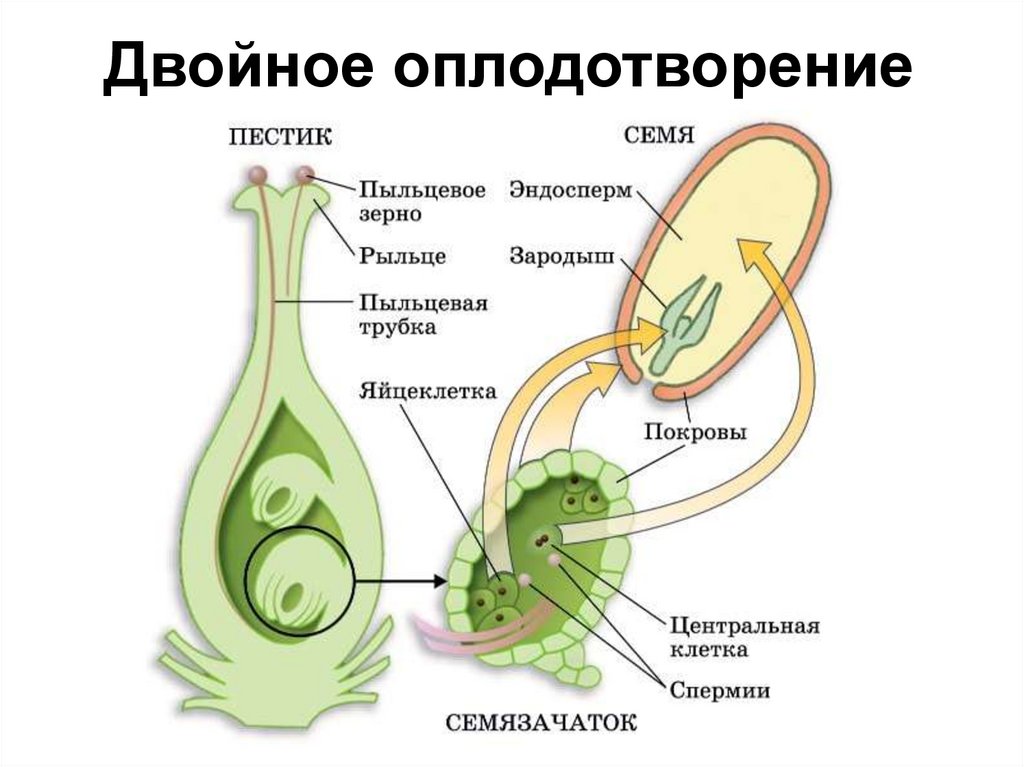 Какие способы опыления обозначены на рисунке цифрами 1 и 2