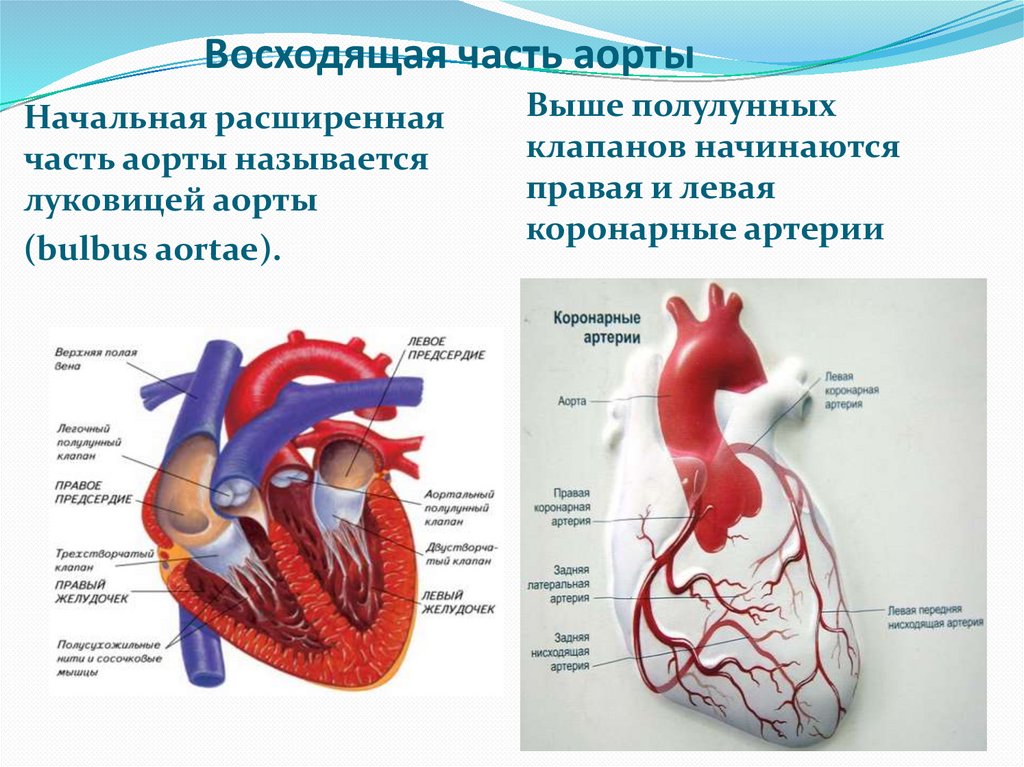 Аорта круг кровообращения