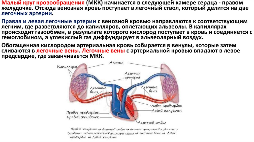 Типы кровообращения