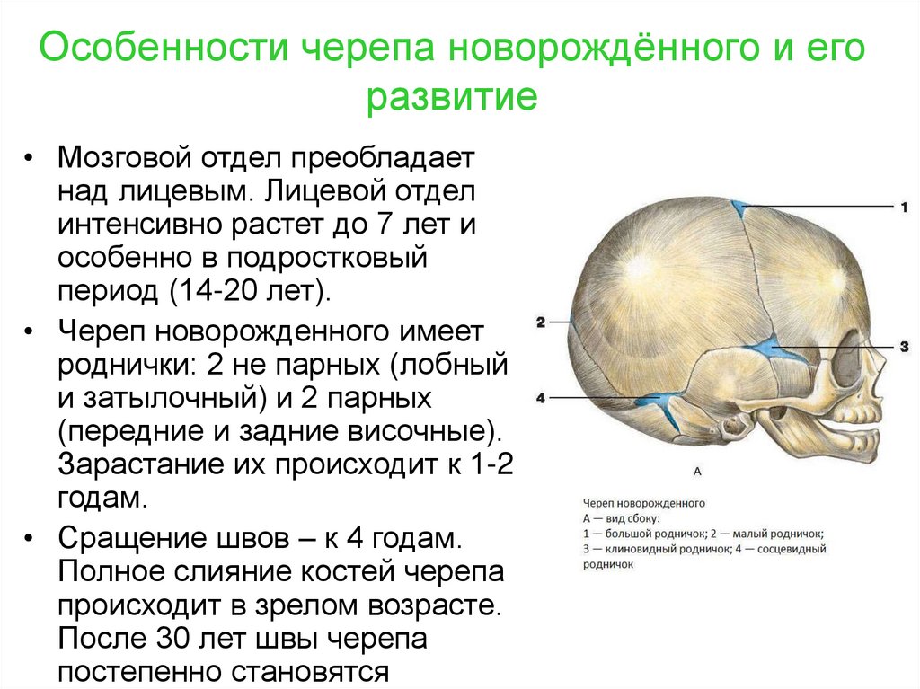 Размер родничка по месяцам