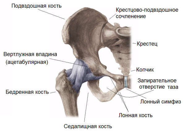 Передние ости подвздошных костей. Подвздошная кость анатомия человека. Тазовая кость подвздошная кость седалищная кость. Гребнеповздошная кость. Вертлужная впадина подвздошная ямка.