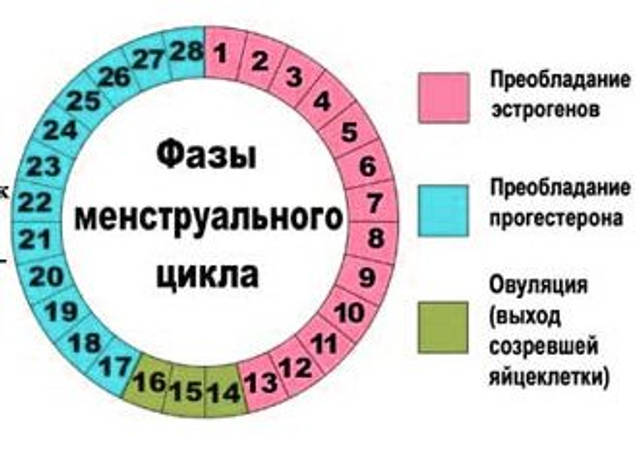 Схема овуляции в картинках