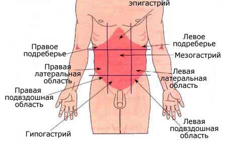 Болит живот картинка что болит