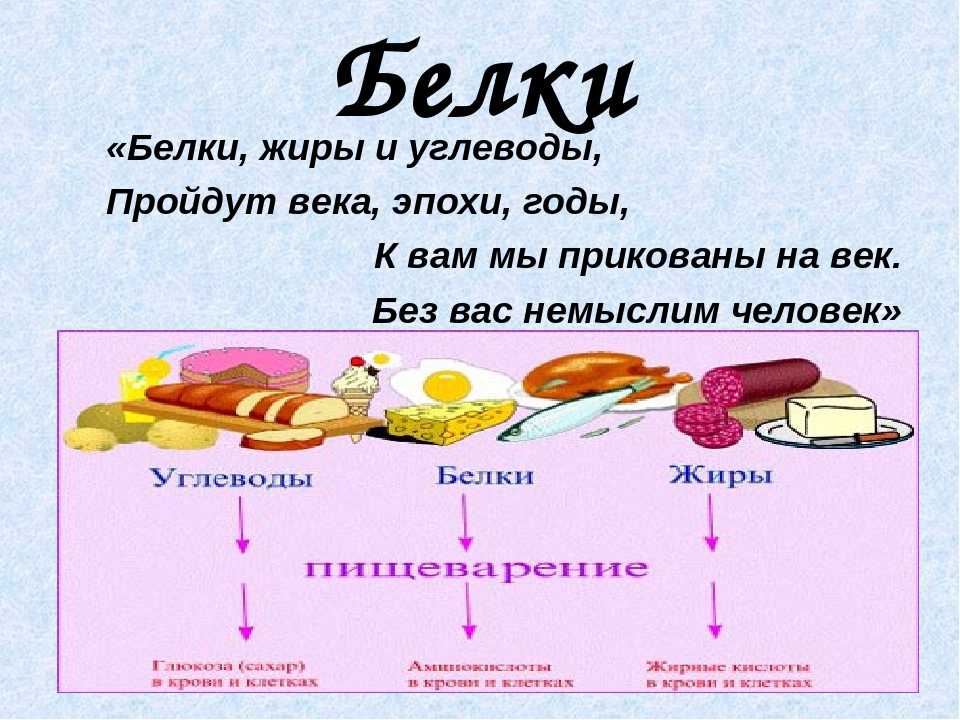 Проект белки жиры углеводы