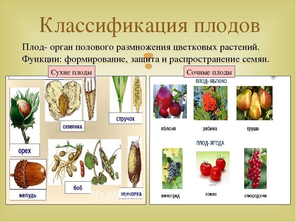 Назовите типы плодов. Типы плодов покрытосеменных растений. Классификация плодов цветковых растений. Типы плодов растений ЕГЭ биология. Типы плода таблица с примерами.