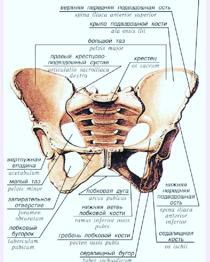 Кости таза рисунок с подписями