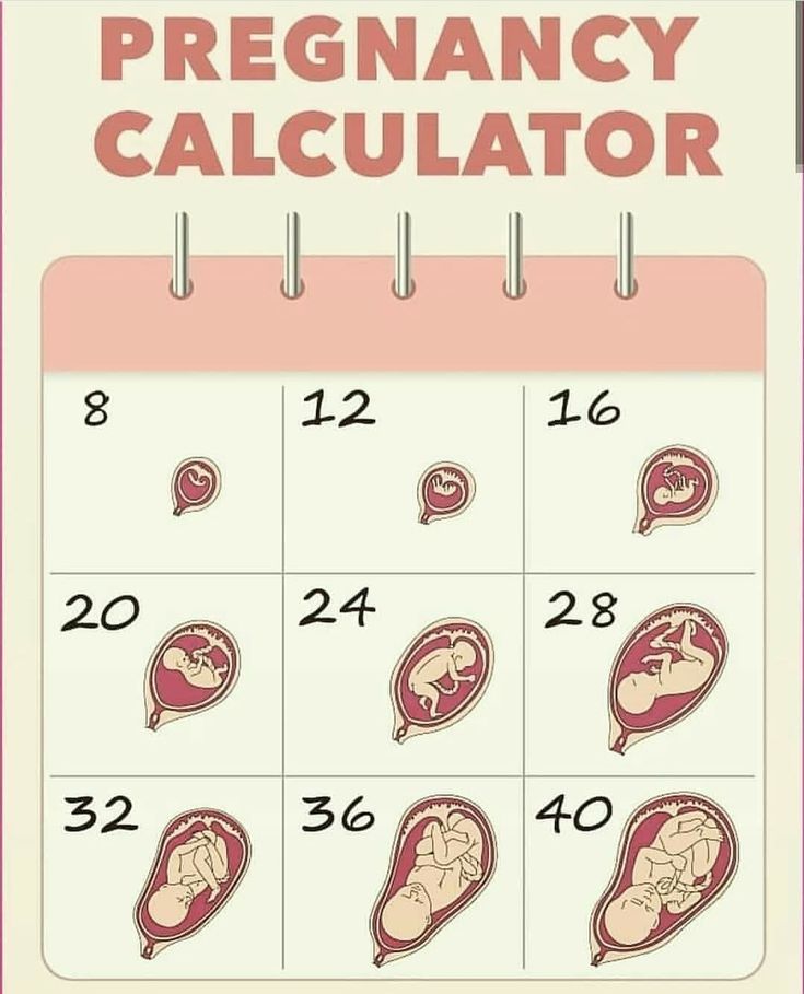 Календарь беременности картинки