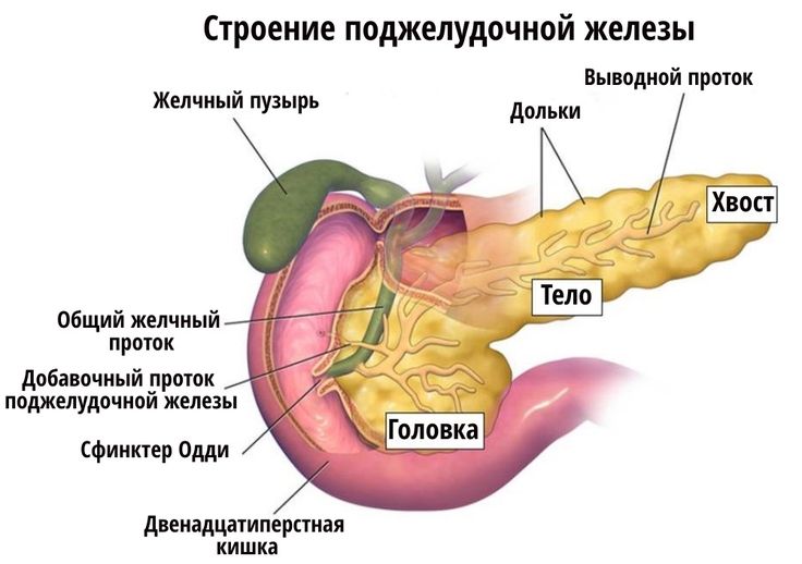 Внутреннее строение поджелудочной. Схема строения поджелудочной железы. Строение поджелудочной железы человека анатомия. Железы поджелудочной железы строение. Анатомическое строение поджелудочной железы.