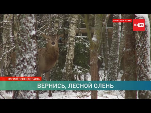 Песня вернись лесной олень