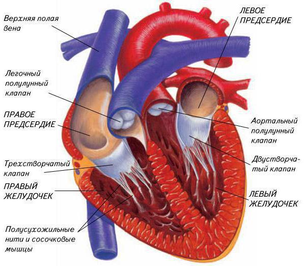 Кровообращение сердца человека схема