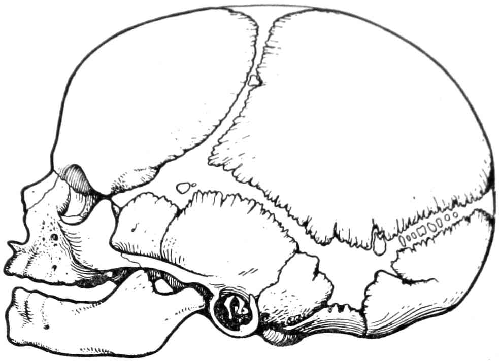 Роднички плода. Роднички черепа анатомия. Череп новорожденного кости черепа. Скелет головы швы черепа роднички. Зарисовка родничков черепа новорожденного.
