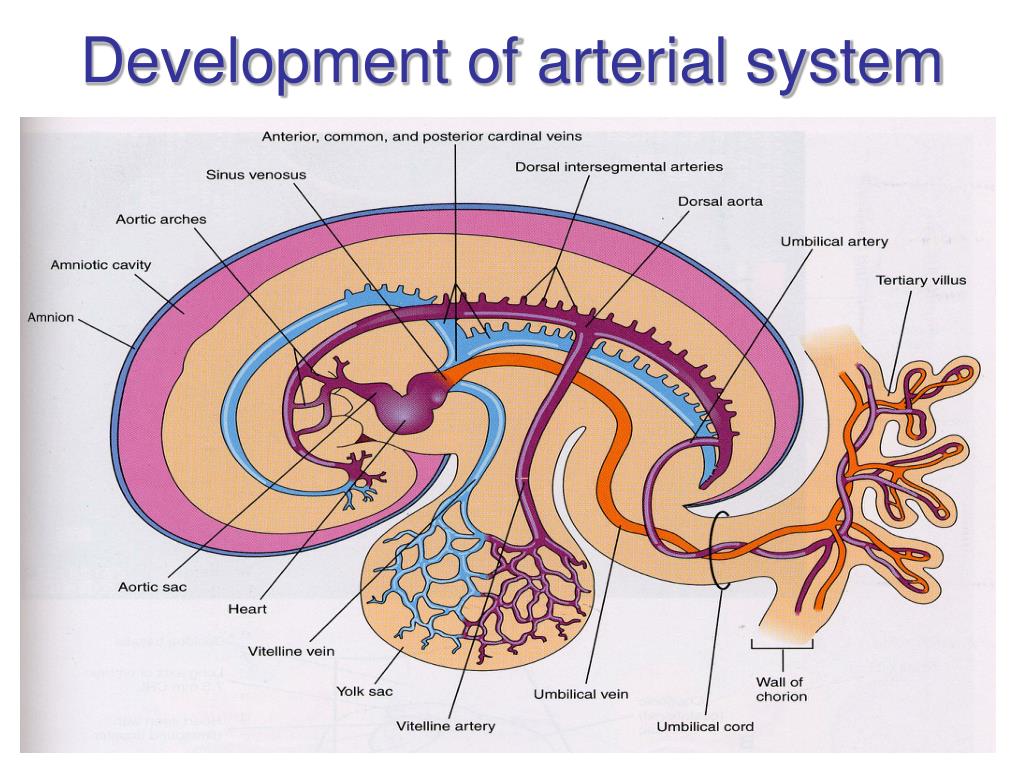 Внутриутробное кровообращение плода схема. Кровообращение плода боталлов проток. Кровеносная система зародыша. Кровеносная система зародыша. Сердечно сосудистая система плода.