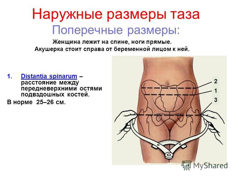 Женский таз с акушерской точки зрения презентация