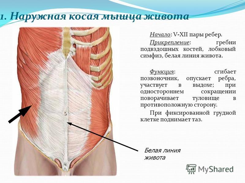 Схема мышц живота