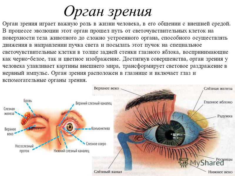 Какой орган глаза определяет цвет и видит изображение предметов