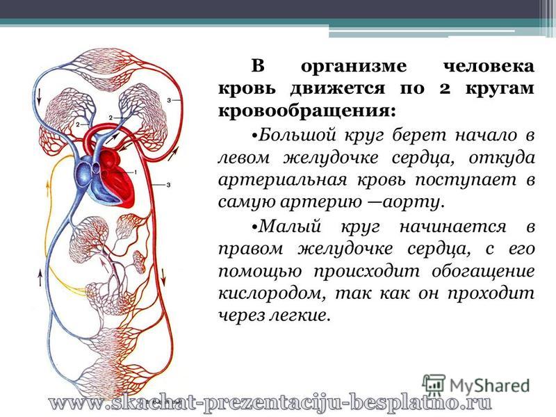 Кровообращение 3 класс окружающий мир