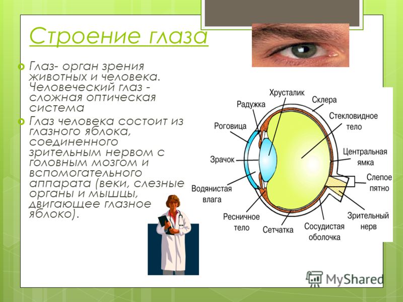 Проект про зрение человека