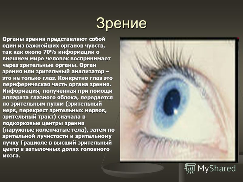 Доклад по физике на тему зрение. Доклад на тему глаз. Органы чувств зрение. Заболевания органов зрения. Сообщение о зрении.