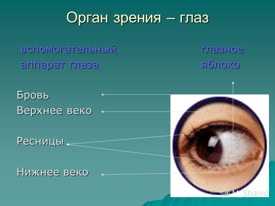 Развитые органы зрения. Как называется белок глаза. Этиологии заболеваний органа зрения. Органы зрения Яков.